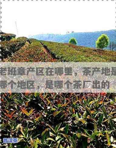 老班章属于哪个茶区？详解其所属的茶区及特点