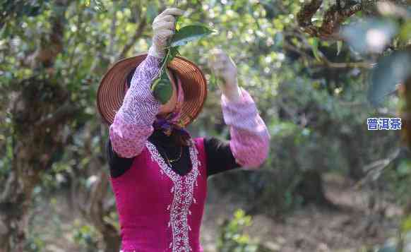 普洱茶是什么季节采摘，揭秘普洱茶的采摘季节，你熟悉吗？