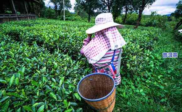 普洱茶那个季节不采茶了-普洱茶那个季节不采茶了吗