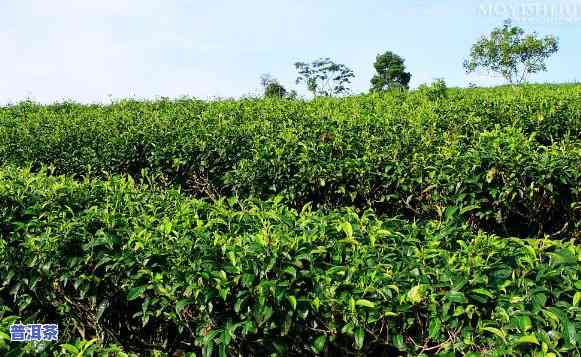 老挝有几个普洱茶基地啊-老挝有几个普洱茶基地啊图片