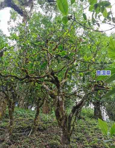 古树普洱放几年后没新茶香，存放数年后的古树普洱，是否还保留着新茶的香气？