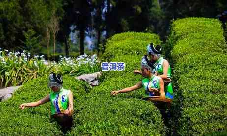 普洱茶古树不耐泡的起因-普洱茶古树不耐泡的起因是什么