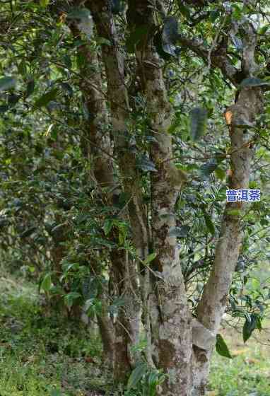 普洱茶有岩韵的吗能喝吗-普洱茶有岩韵的吗能喝吗有吗