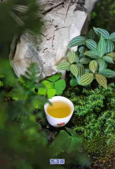 普洱茶有清凉感，探索清凉感：普洱茶的特别魅力