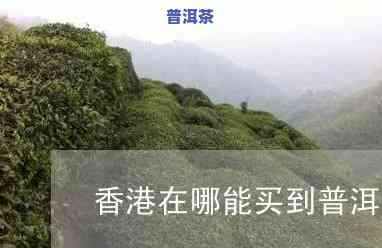 买普洱茶，「买普洱茶」：寻找优质茶叶的不二之选