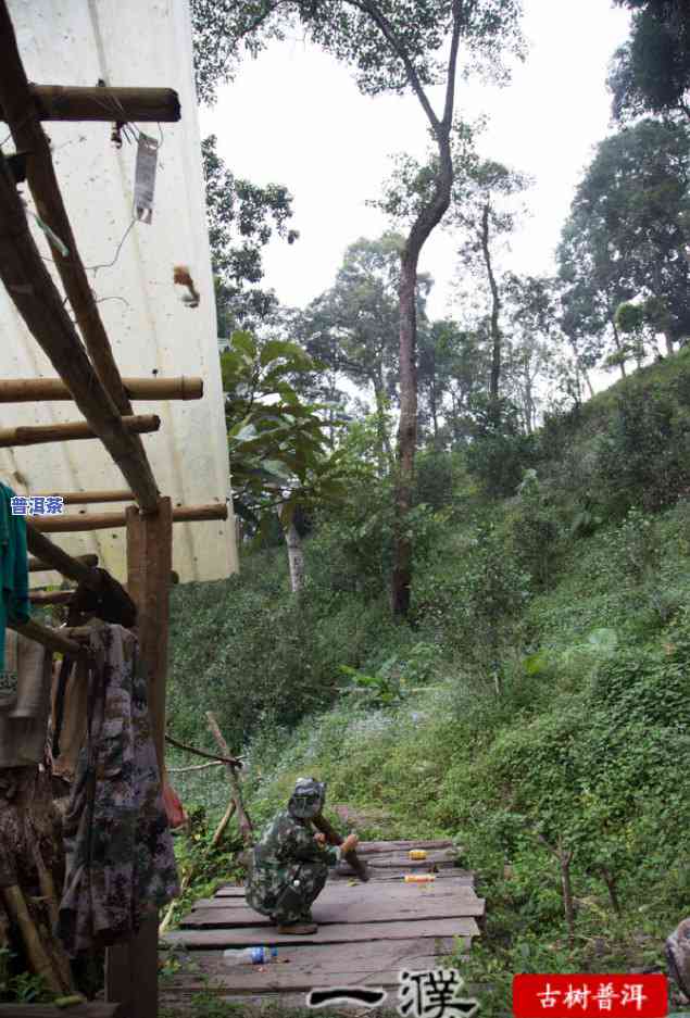 薄荷塘古树茶一类与二类的区别及价格