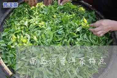 云南南岛河红茶网：熟悉南岛河茶业与茶厂的官方网站