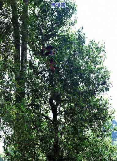 老班章古树茶：特点、功效与你所不知道的一切