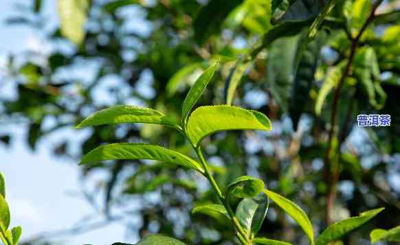 喜欢吃普洱茶叶，品味生活：深入熟悉普洱茶叶的魅力