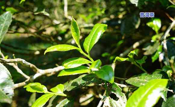 今年普洱茶鲜叶价格排行-今年普洱茶鲜叶价格排行榜