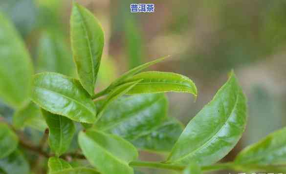 怎样泡临沧的普洱茶好喝呢，揭秘！怎样泡出一杯美味可口的临沧普洱茶？