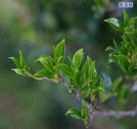 古树普洱茶：哪棵树最出名？探究其品种与知名度的关系