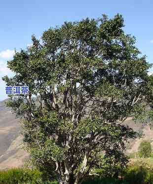 古树普洱茶排名前十，揭秘古树普洱茶排名前十，你喝对了吗？