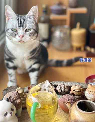 猫可以喝普洱茶吗，猫咪饮品新选择：普洱茶能否成为猫的日常饮料？