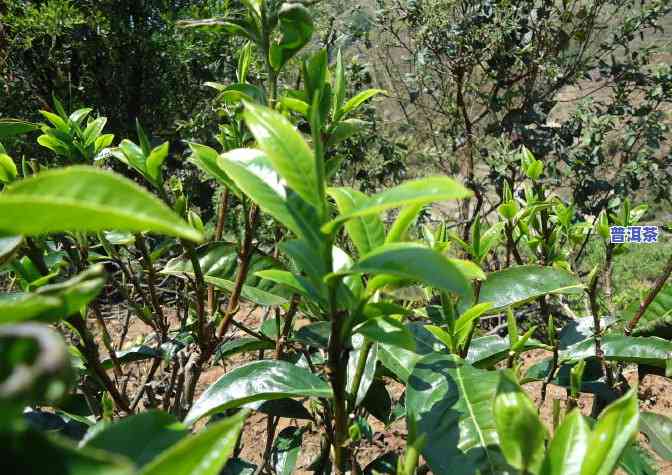 普洱茶大佬，探秘普洱茶大佬的世界：品味顶级普洱的奥秘与魅力