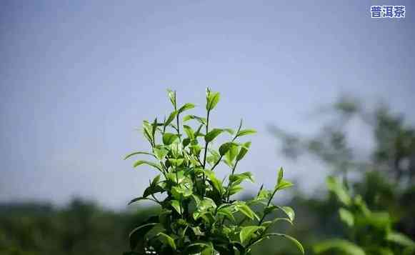 花香最浓普洱茶是哪种茶，探寻花香之源：哪种普洱茶的香气最为浓郁？