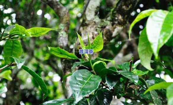 花香最浓普洱茶是哪种茶，探寻花香之源：哪种普洱茶的香气最为浓郁？