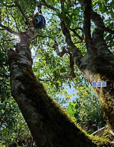 施甸古树茶：探寻施甸茶厂与的传奇故事