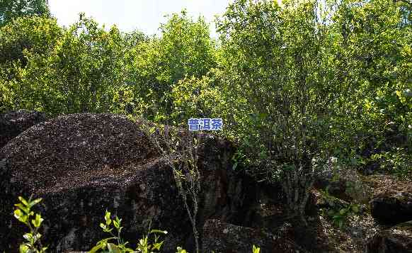 哪些普洱茶有岩韵香气的-哪些普洱茶有岩韵香气的味道