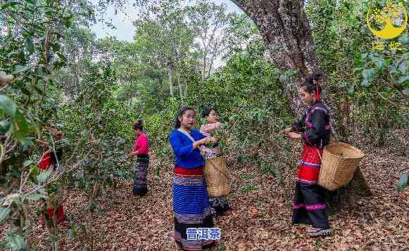 景迈普洱茶生产地在哪里啊，揭秘：普洱茶之乡——景迈的茶园风光与制茶技艺