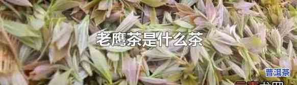 老鹰茶和普洱茶怎样一起冲泡？方法与口感解析