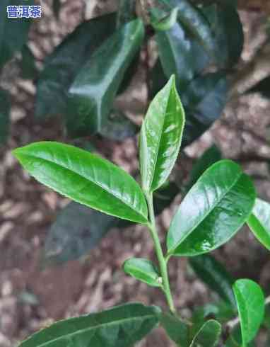 普洱茶曼松大树图片大全大图，探索普洱茶的魅力：曼松大树的高清图片大全