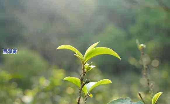 普洱茶曼松大树图片大全-普洱茶曼松大树图片大全大图