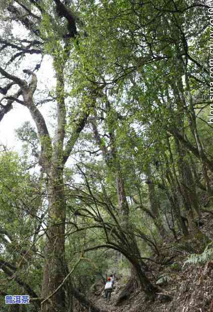 近年来勐库大雪山普洱茶价格走势及特点解析，深度品鉴其特别口感