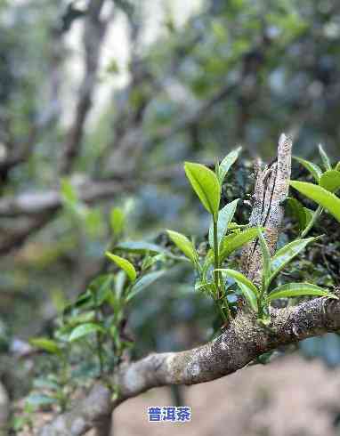 普洱茶：古树还是现代？哪个更好？