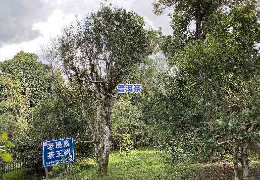 普洱茶是古树吗还是现代-普洱茶是古树吗还是现代茶