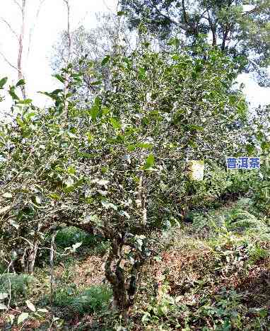 普洱茶是古树吗还是现代-普洱茶是古树吗还是现代茶