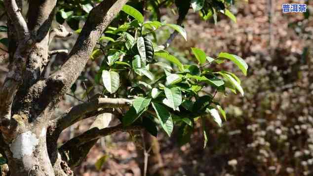 探究旧庙普洱茶的独特特点与古树茶魅力