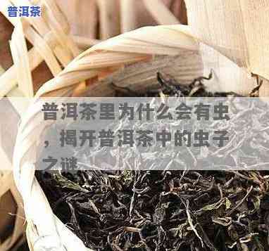 普洱茶里面发现蟑螂卵了-普洱茶里面发现蟑螂卵了还能喝吗