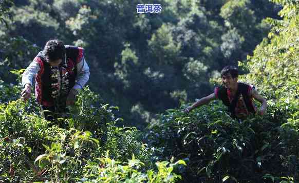 云南人卖普洱茶坑的多吗？现在情况怎样？