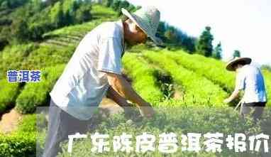 江门陈皮普洱茶批发地址查询，查找江门陈皮普洱茶批发地址？这份指南帮你快速查询！