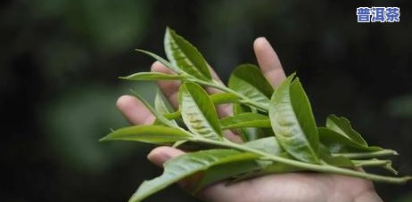 云南人卖普洱茶怎么样啊-云南人卖普洱茶怎么样啊视频