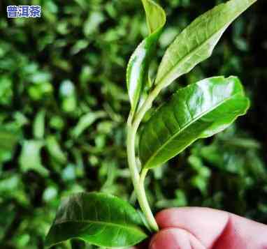 老班章芽头茶饼：优点与冲泡技巧全解析