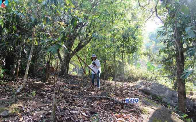 老班章生态贡茶2004年的故事：一款备受推崇的普洱茶