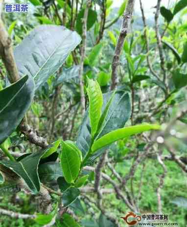 普洱茶是哪种树结的果子-普洱茶是哪种树结的果子图片