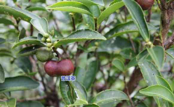 普洱茶是哪种树结的果子-普洱茶是哪种树结的果子图片