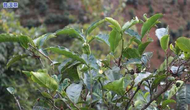 普洱茶是哪种树结的果实-普洱茶是哪种树结的果实图片