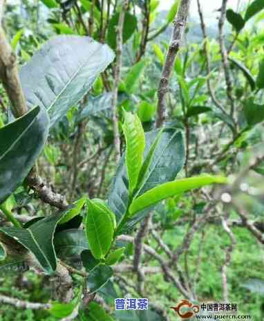 普洱茶是哪种树结的果实-普洱茶是哪种树结的果实图片