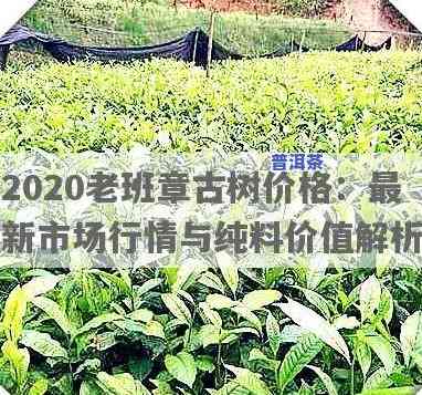 2020年最新老班章古树纯料价格全揭秘