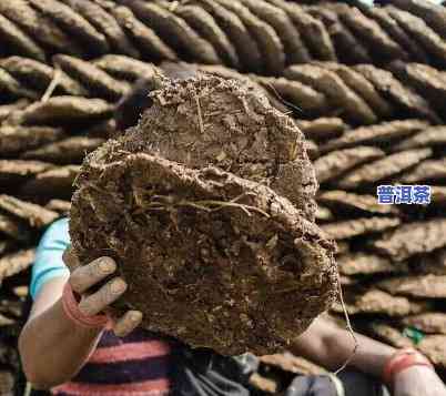 买牛粪饼当普洱茶喝：可行吗？