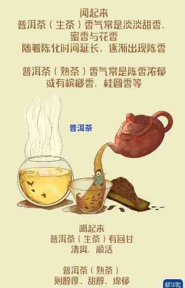 喝普洱茶的视频，品味健康生活：探索普洱茶的魅力与功效