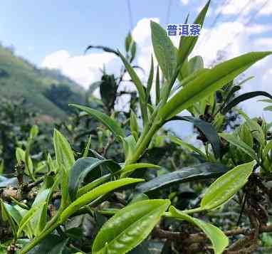 帕沙普洱茶原产地在哪里-帕沙普洱茶原产地在哪里啊