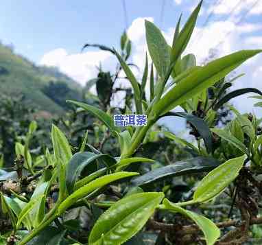 帕沙普洱茶特点产地：揭秘云南的优质茶叶源头