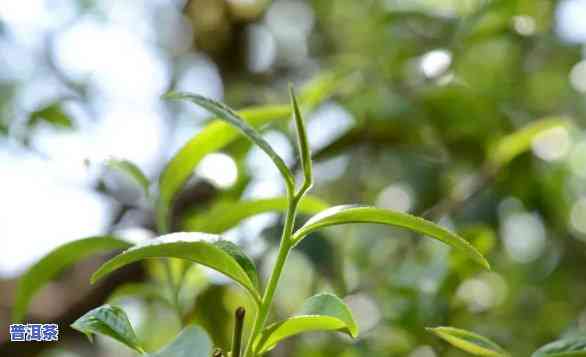 普洱茶是不是有添加水果香精？起因解析