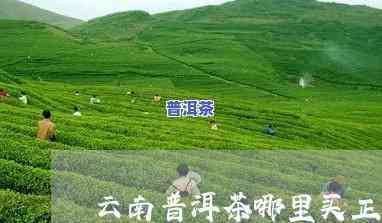 昆明普洱茶叶场，昆明普洱茶叶场：一站式采购优质茶叶的首选之地