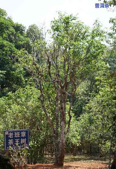 老班章茶王地是哪里，揭秘云南普洱茶的瑰宝：老班章茶王地究竟在哪里？